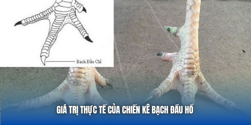 Giá trị thực tế của chiến kê bạch đầu hổ