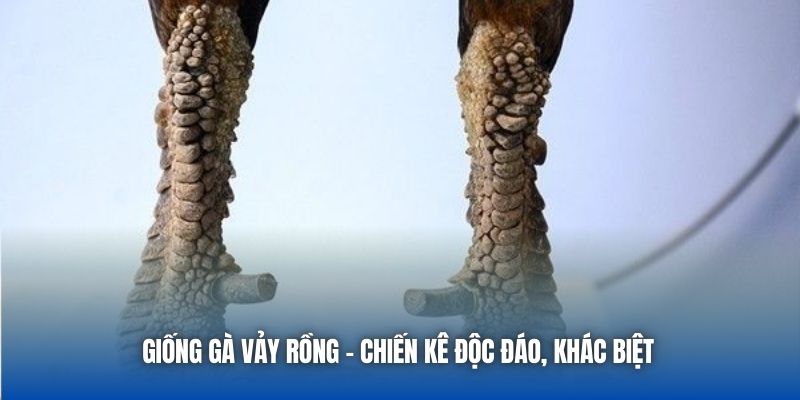 Giống gà vảy rồng - Chiến kê độc đáo, khác biệt