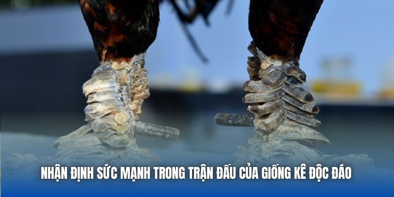 Nhận định sức mạnh trong trận đấu của giống kê độc đáo