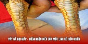 Vảy Gà Đại Giáp - Điểm Nhận Biết Của Một Linh Kê Hiếu Chiến