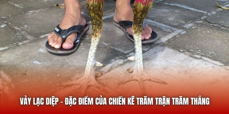 Vảy lạc diệp - Đặc điểm của chiến kê trăm trận trăm thắng