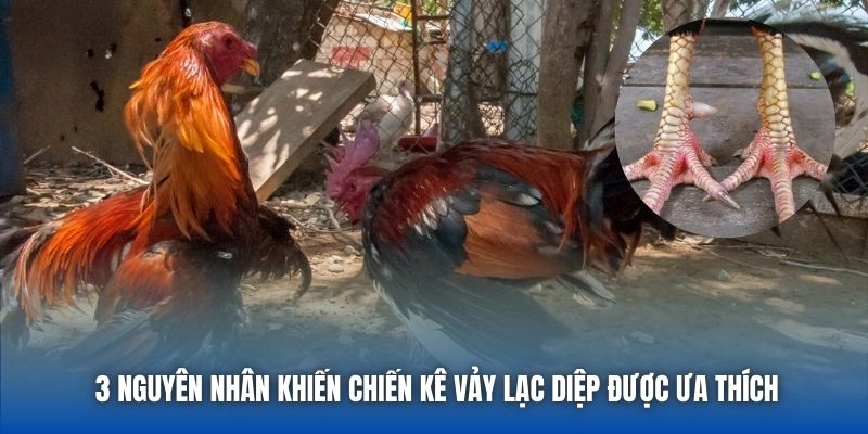 3 nguyên nhân khiến chiến kê vảy lạc diệp được ưa thích