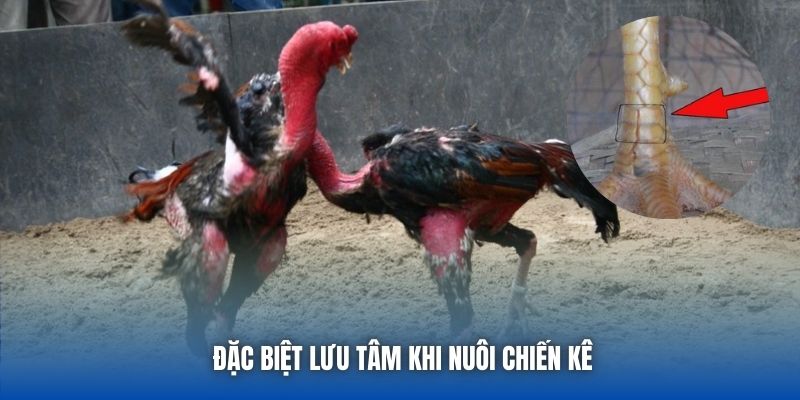 Đặc biệt lưu tâm khi nuôi chiến kê