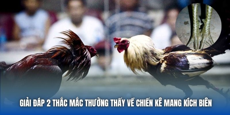 Giải đáp 2 thắc mắc thường thấy về chiến kê mang kích biên