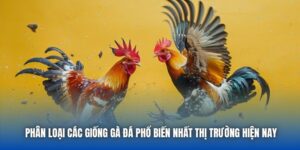 Phân Loại Các Giống Gà Đá Phổ Biến Nhất Thị Trường Hiện Nay