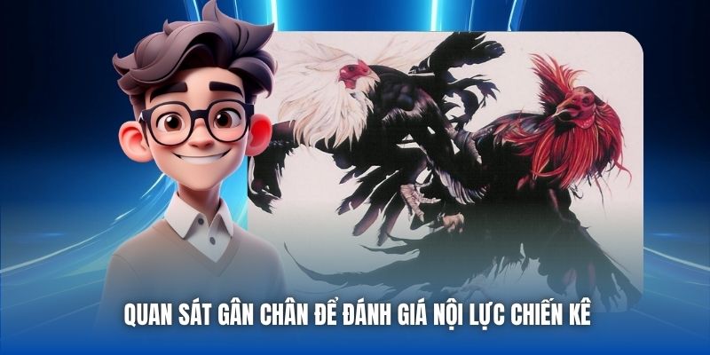 Quan sát gân chân để đánh giá nội lực chiến kê